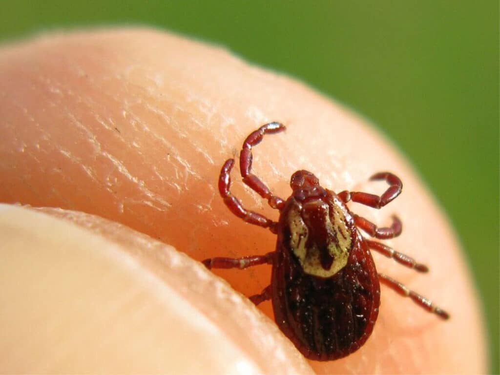 Elderly Care in Darien IL: Lyme Disease