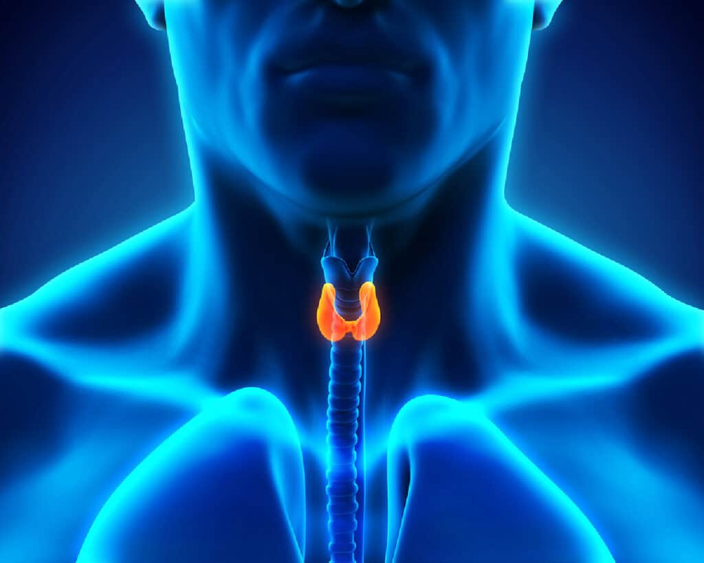 Home Care in Burr Ridge IL: Thyroid Problems